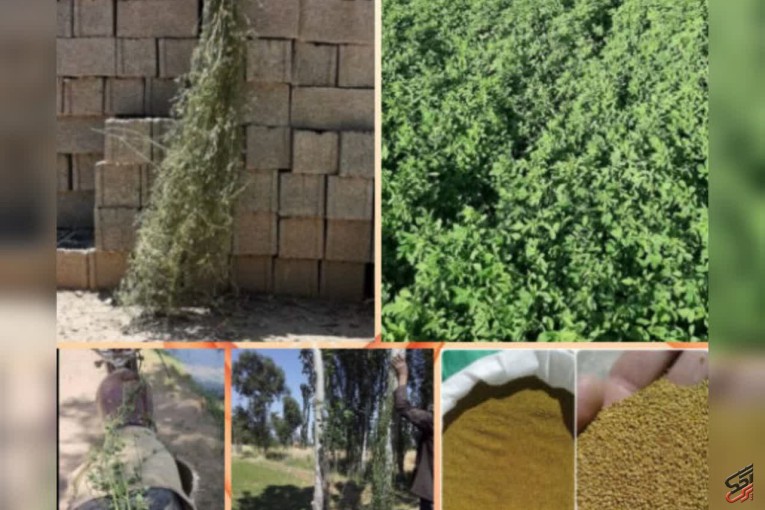 بذر یونجه با تناژ 7تن یونجه در هکتار