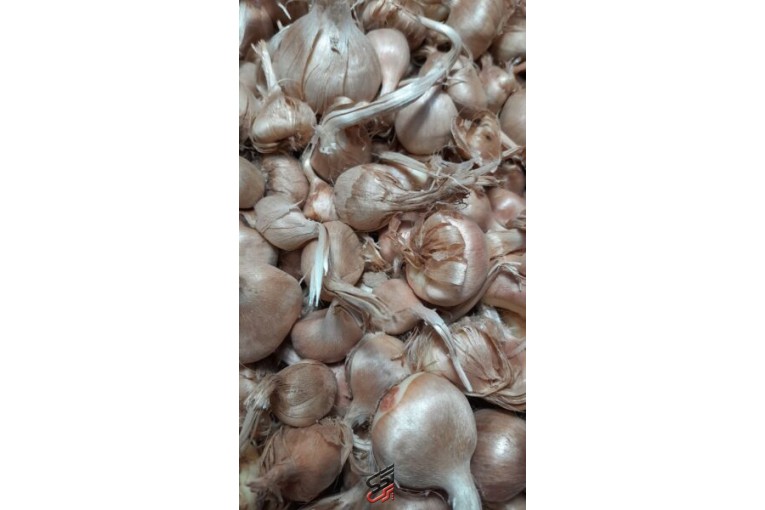 کاشت پیاز زعفران