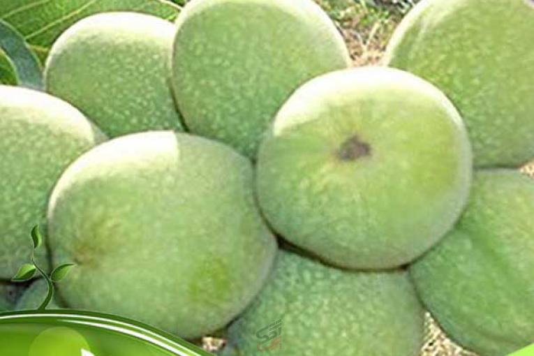 فروش ویژه نهال گردو پیوندی با کیفیت عالی