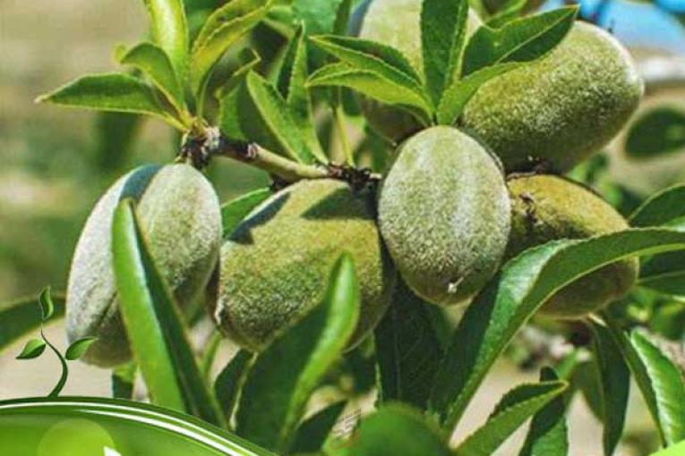 عرضه مستقیم نهال بادام گواهی‌شده با قیمت مناسب