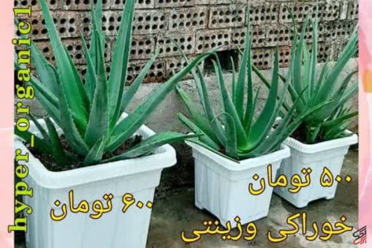 فروش پاجوش آلوئه ورا،برگ آلوئه ورا وگل آلوئه ورا خوراکی و زینتی